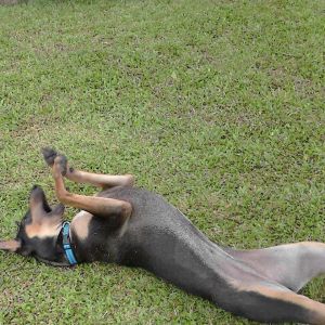 Happy rolling in the grass