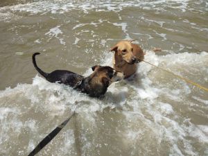 Playtime at the beach