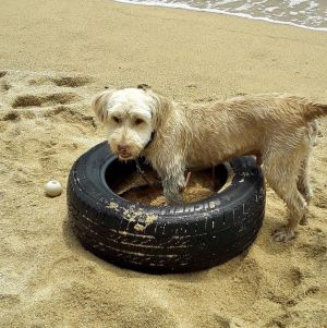 Lord Digby on the beach